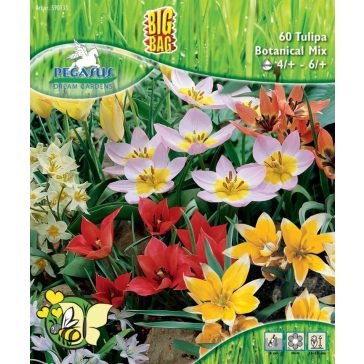   Pegasus Méhbarát tulipánkeverék – BigBag, 60 db virághagyma (KP)