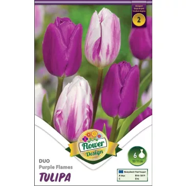 Tulipa Duo Purple Flames 6 db (LA)