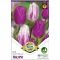 Tulipa Duo Purple Flames 6 db (LA)