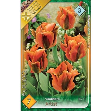 Tulipa Viridiflora Artist 7 db (LA)