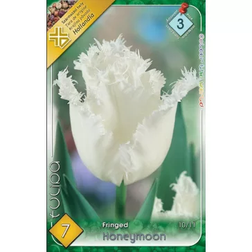   Tulipa Fringed Honeymoon / Honeymoon rojtos szirmú tulipán 7 db (LA)