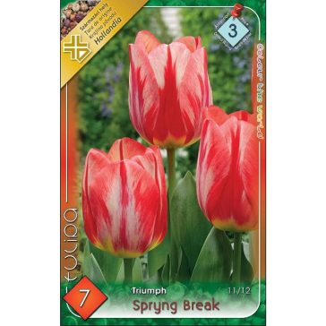 Tulipa Triumph Spryng Break 7 db (LA)