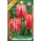Tulipa Triumph Spryng Break 7 db (LA)