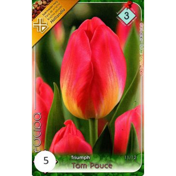 Tulipa Tom Pouce / Tulipán Triumph 5 db (LA)