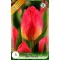 Tulipa Tom Pouce / Tulipán Triumph 5 db (LA)