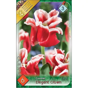   Tulipa Coronet Elegant Crown / Elegant Crown Coronet Tulipán 6 db (LA)