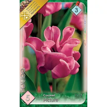 Tulipa Coronet Picture / Coronet Picture Tulipán 5 db (LA)
