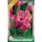 Tulipa Coronet Picture / Coronet Picture Tulipán 5 db (LA)