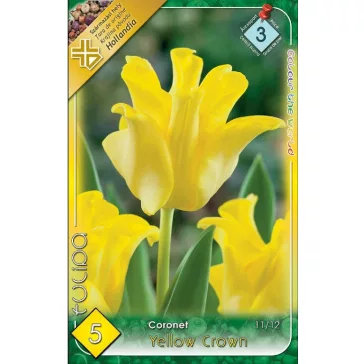   Tulipa Coronet Yellow Crown / Yellow Crown Coronet Tulipán 5 db