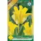 Tulipa Coronet Yellow Crown / Yellow Crown Coronet Tulipán 5 db
