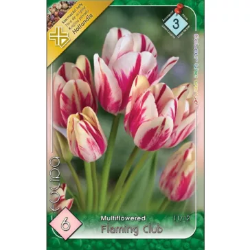 Tulipa Flaming Club / Csokros tulipán 6 db (LA)