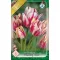 Tulipa Flaming Club / Csokros tulipán 6 db (LA)