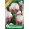 Tulipa Ice Cream / Telvirágú késői tulipán 4 db (LA)