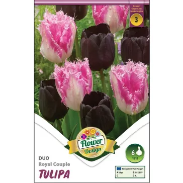 Tulipa Duo Royal Couple 6 db (LA)