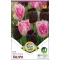 Tulipa Duo Royal Couple 6 db (LA)