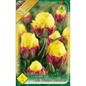 Tulipa Double Late Ice Cream Banana 3 db (LA)