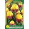 Tulipa Double Late Ice Cream Banana 3 db (LA)