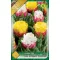Tulipa Ice Cream Coctail 4 db (LA)