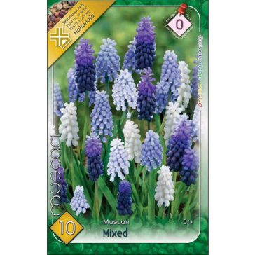 Muscari mixed / Gyöngyike színkeverék 10 db (LA)