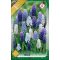 Muscari mixed / Gyöngyike színkeverék 10 db (LA)