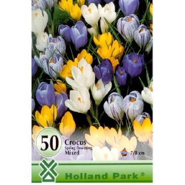   Crocus vernus mix / Nagyvirágú kerti krókusz színkeverék 50 db (LA)