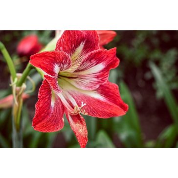   Amarillisz minerva virághagyma díszdobozban (1 db virághagyma)