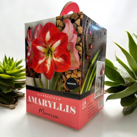 Amarillisz minerva virághagyma díszdobozban (1 db virághagyma)