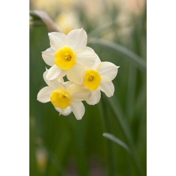 Narcissus Minnow /Nárcisz Minnow 10 db (LA)