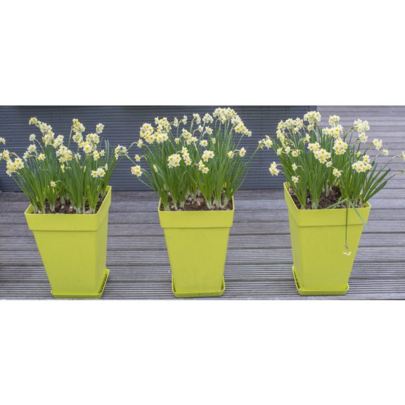 Narcissus Minnow /Nárcisz Minnow 10 db (LA)