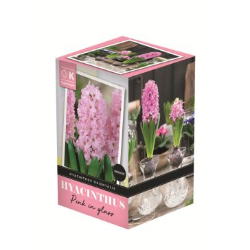   Jácint rózsaszín virághagyma üvegvázával - beltérre (1 db virághagyma)