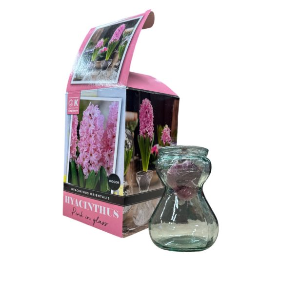 Jácint rózsaszín virághagyma üvegvázával - beltérre (1 db virághagyma)