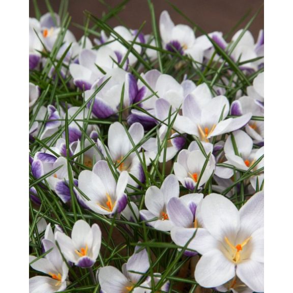 Crocus chrysanthus Prince Claus /Korai krókusz 10 db (LA)