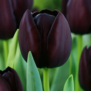   Tulipa Queen of Night / Egyszerű virágú késői tulipán 7 db (LA)