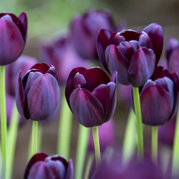 Tulipa Queen of Night / Egyszerű virágú késői tulipán 7 db (LA)