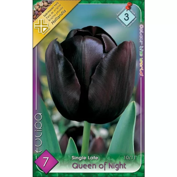Tulipa Queen of Night / Egyszerű virágú késői tulipán 7 db (LA)