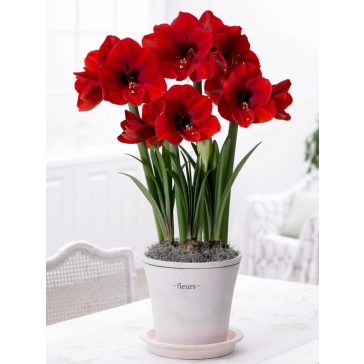   Amarillisz piros oroszlán virághagyma díszdobozban (1 db virághagyma)