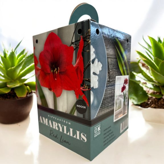 Amarillisz piros oroszlán virághagyma díszdobozban (1 db virághagyma)