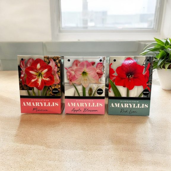 Amarillisz piros oroszlán virághagyma díszdobozban (1 db virághagyma)