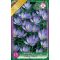 Botanikai krókusz / Crocus tommasinianus Ruby Giant (LA)
