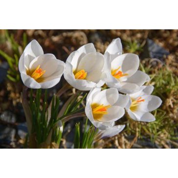 Crocus chrysanthus Snowbunting /Korai krókusz 10 db (LA)