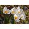 Crocus chrysanthus Snowbunting /Korai krókusz 10 db (LA)