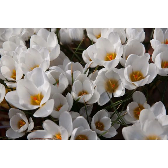Crocus chrysanthus Snowbunting /Korai krókusz 10 db (LA)