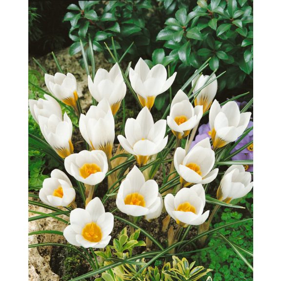 Crocus chrysanthus Snowbunting /Korai krókusz 10 db (LA)