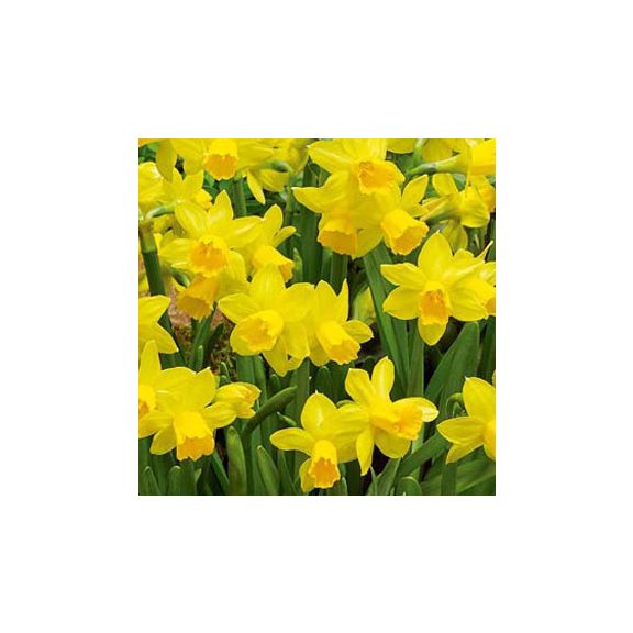 Narcissus Tete a Tete / Nárcisz Tete 8 db (LA)