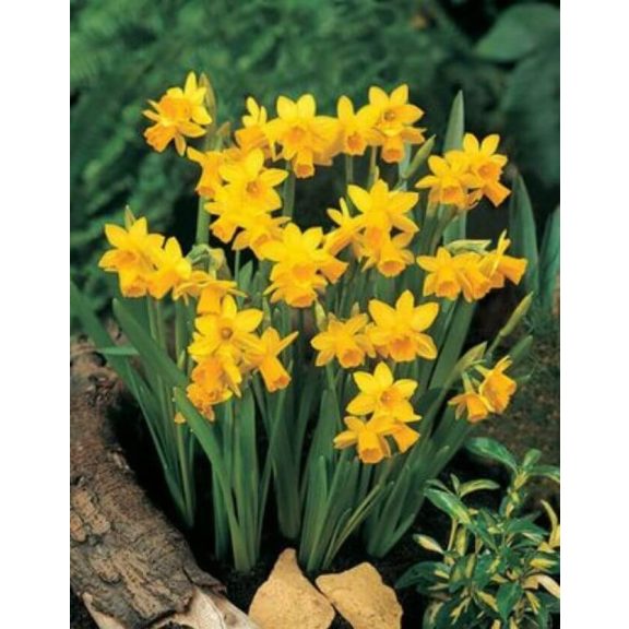 Narcissus Tete a Tete / Nárcisz Tete 8 db (LA)