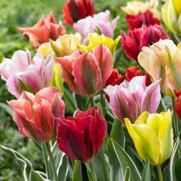   Tulipa Viridiflora mixed / Viridiflora tulipán színkeverék 8 db (LA)