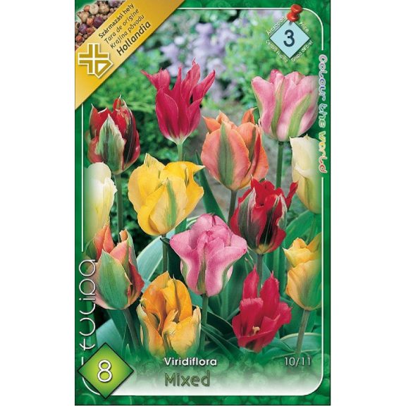 Tulipa Viridiflora mixed / Viridiflora tulipán színkeverék 8 db (LA)