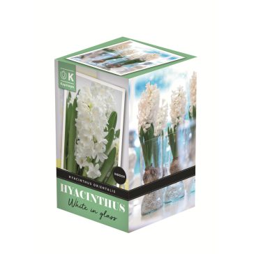   Jácint fehér virághagyma üvegvázával - beltérre (1 db virághagyma)