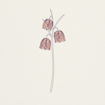 Fritillaria