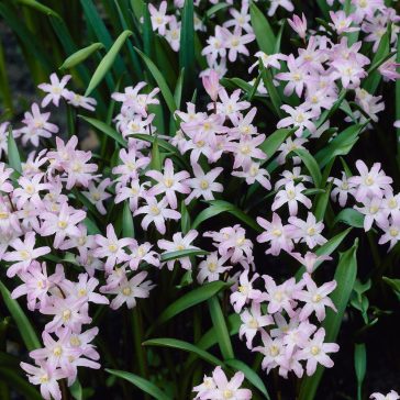 Chionodoxa forbesii Pink Giant / Hófény 10 db (LA)